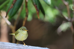 木陰のひととき