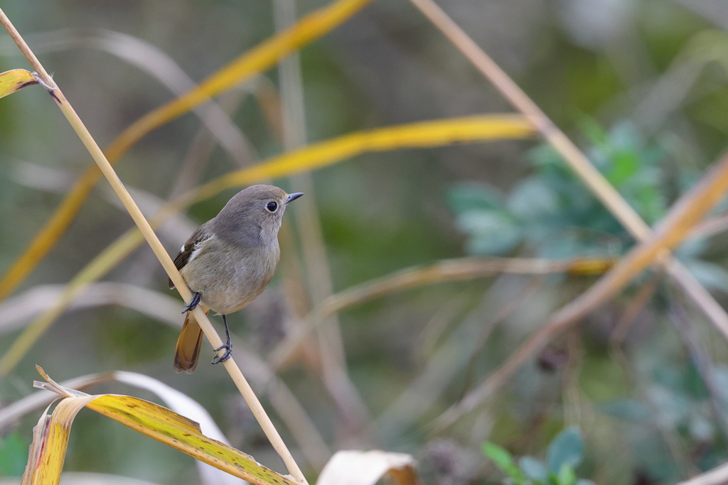 尉鶲（ジョウビタキ）♀