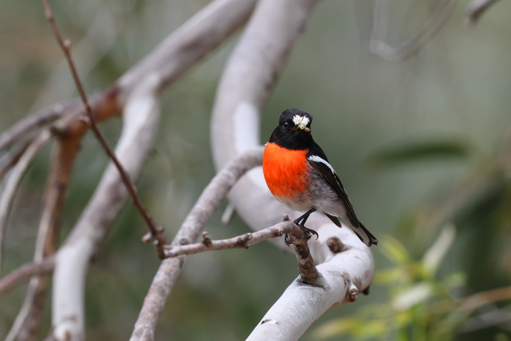 Scarlet Robin