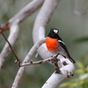 Scarlet Robin