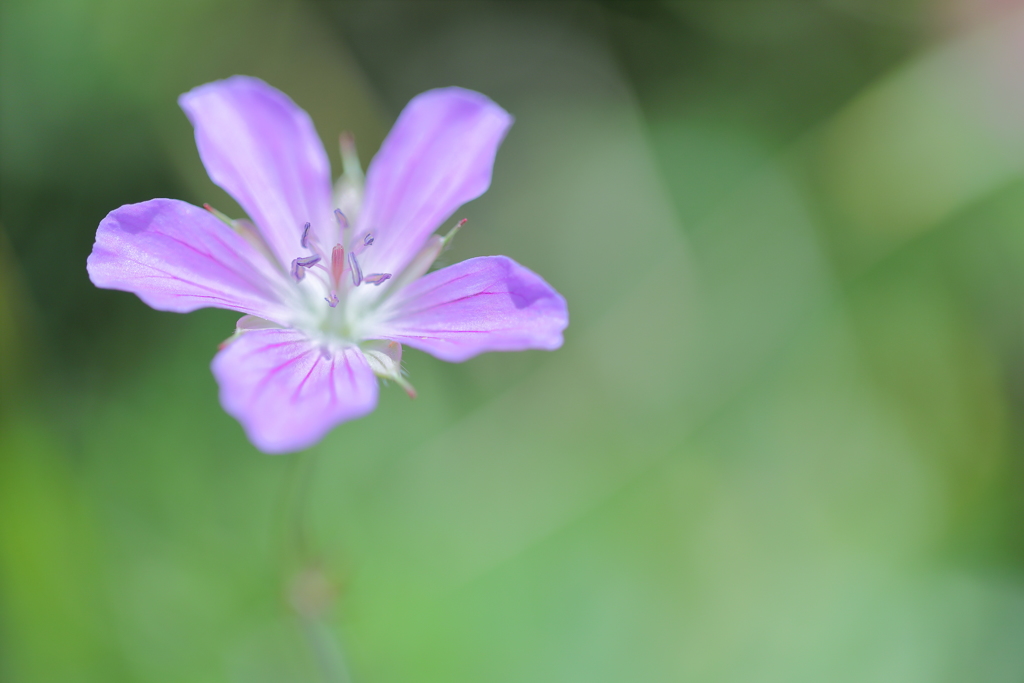 白山風露 池の平湿原
