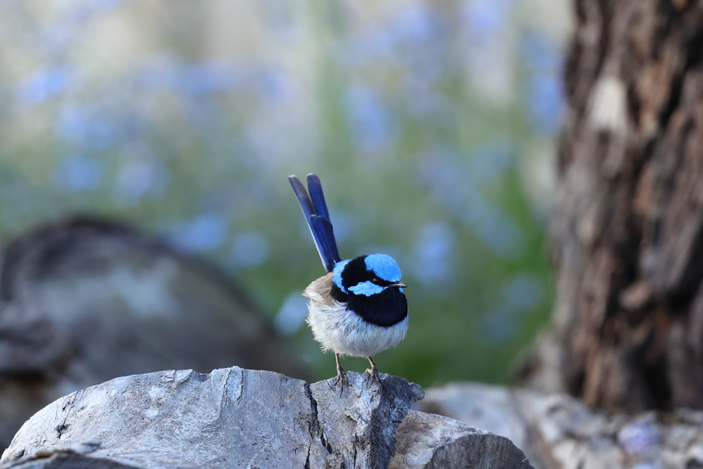 Superb Fairywren ♂