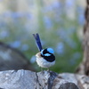 Superb Fairywren ♂