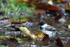 落ち葉の水たまり