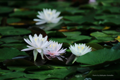 睡蓮（神代植物公園）