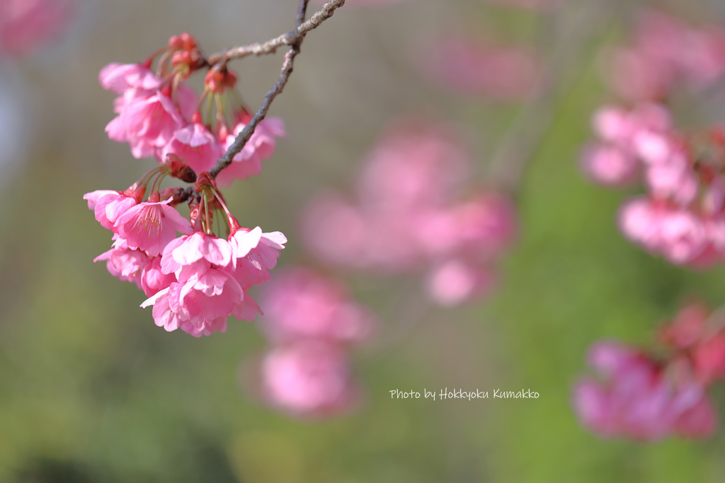 横浜緋桜