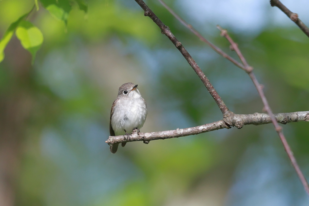 小鮫鶲（コサメビタキ）♀