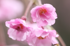 しだれ桜