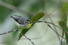 Striated Pardalote （キボシホウセキドリ）