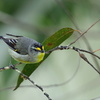 Striated Pardalote （キボシホウセキドリ）