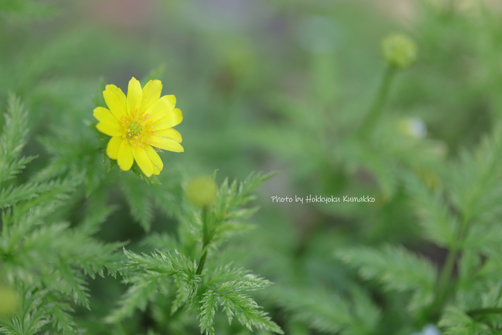 幸せの黄色いお花