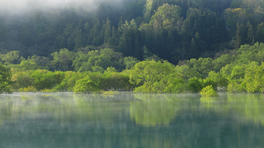 白川湖水没林百景 V