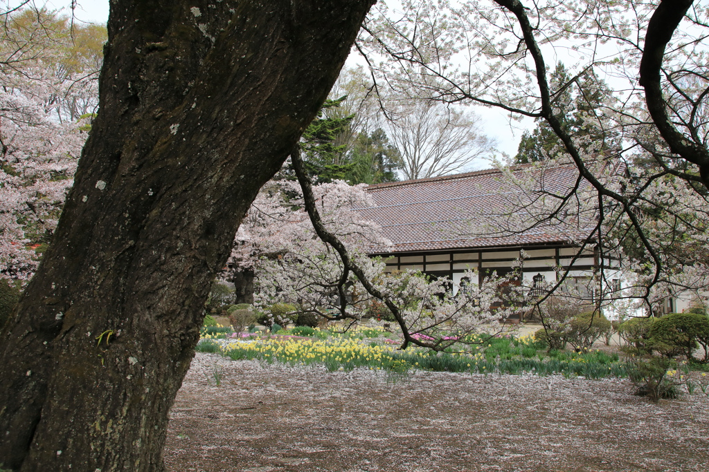 神代桜の子櫻