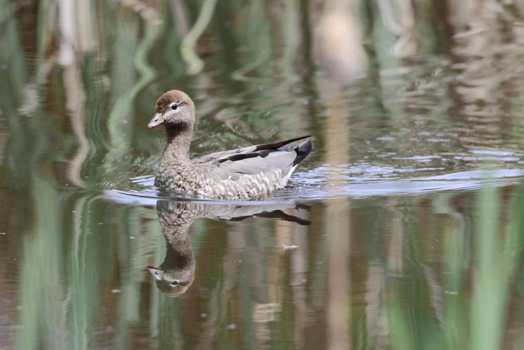 Australian wood duck ♀