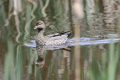 Australian wood duck ♀