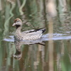 Australian wood duck ♀