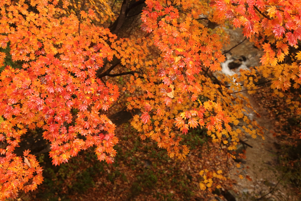 初紅葉