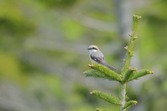 赤蝦夷松に百舌鳥（アカエゾマツにモズ）