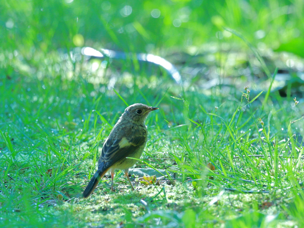 ジョウビタキ幼鳥 II （山梨県）
