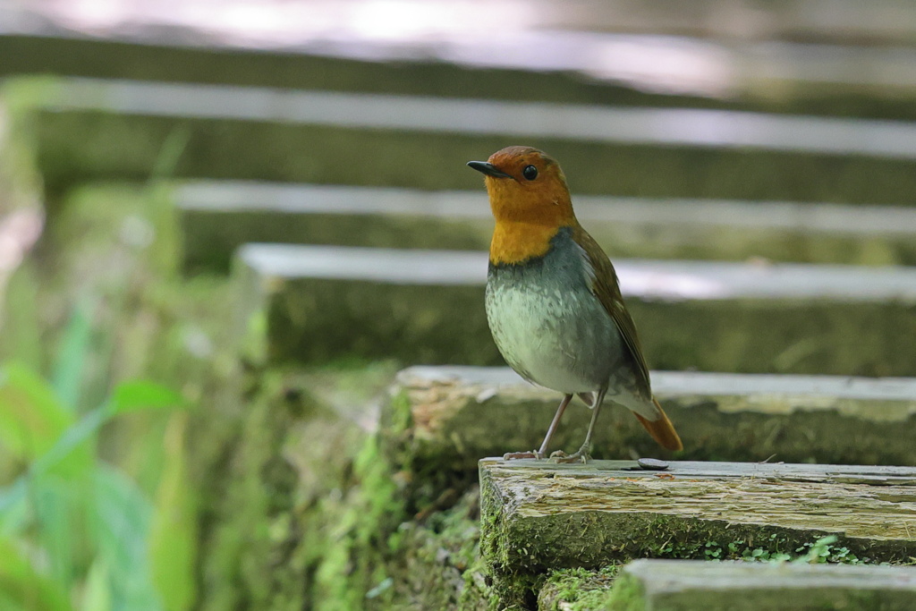 7月の駒鳥