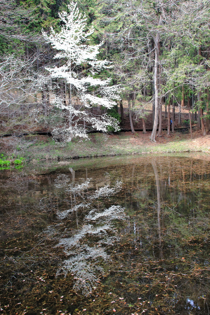 こぶし咲く池（カタクリ山公園）