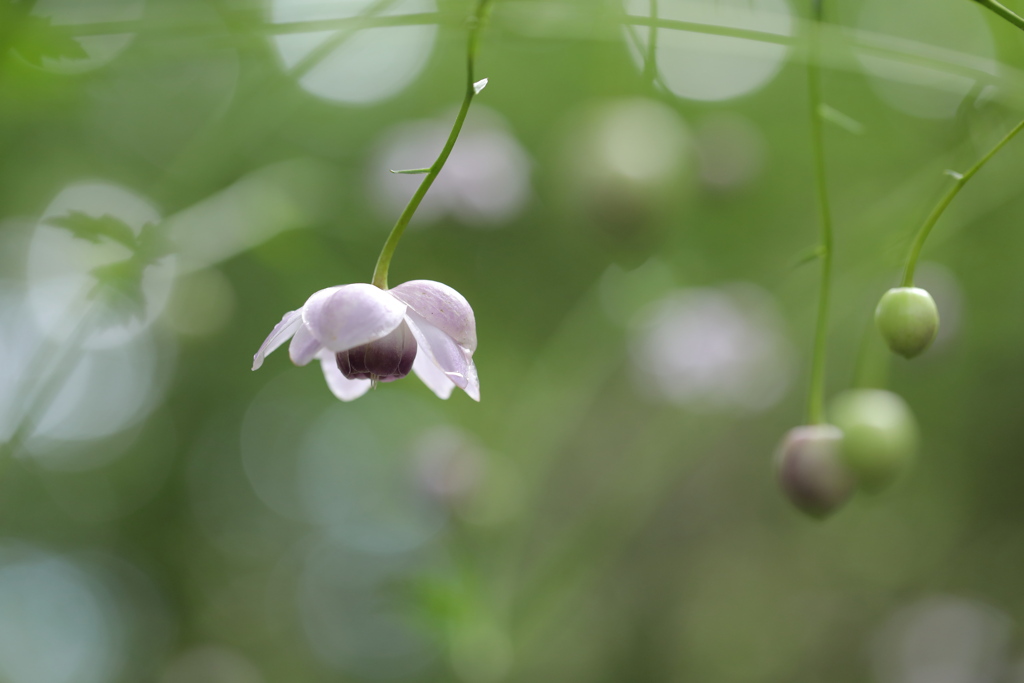 一華繚乱（赤城自然園）