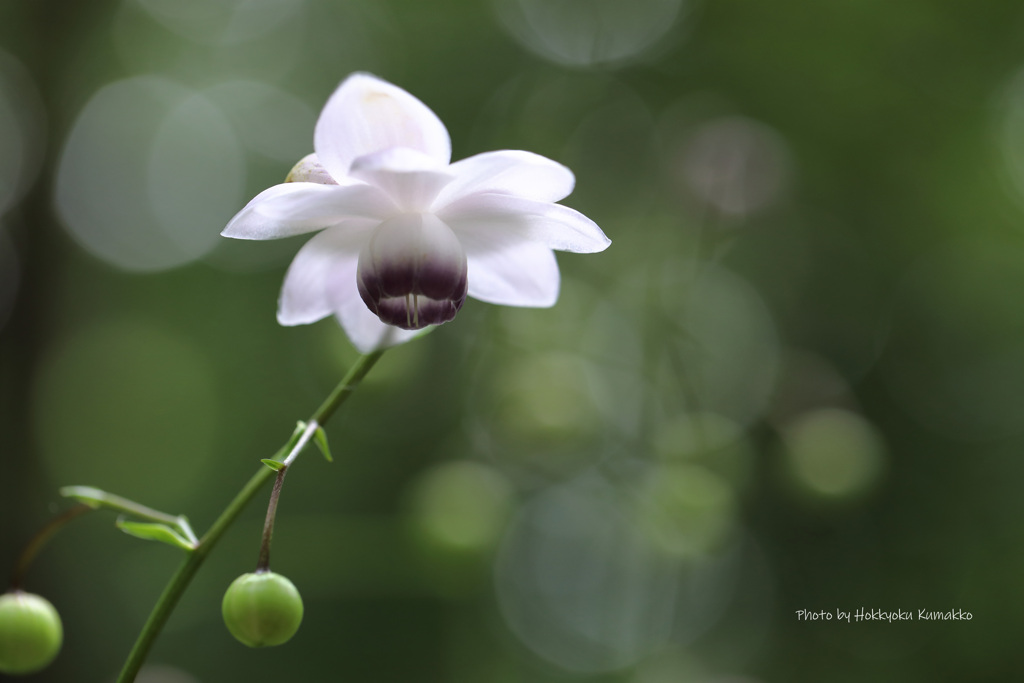 続一華繚乱（赤城自然園）