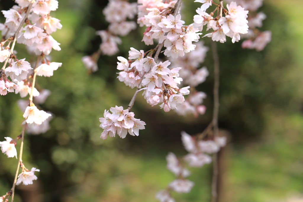 枝垂れ桜