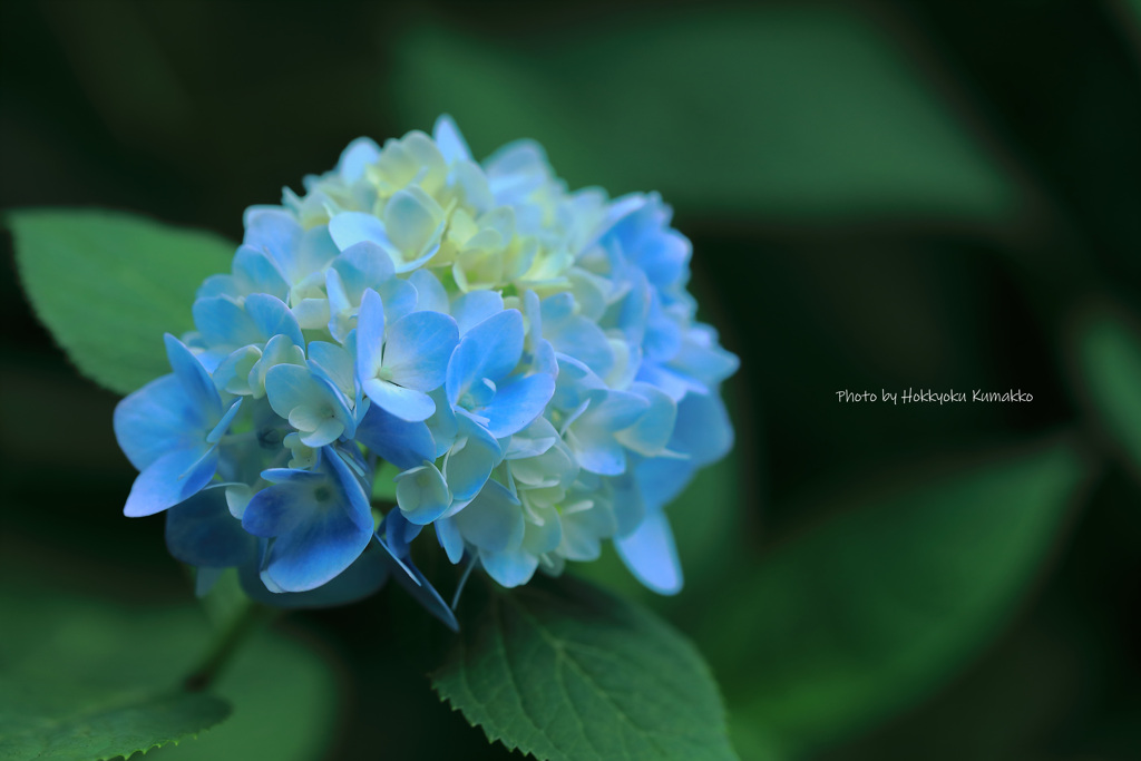 紫陽花（神代植物公園）