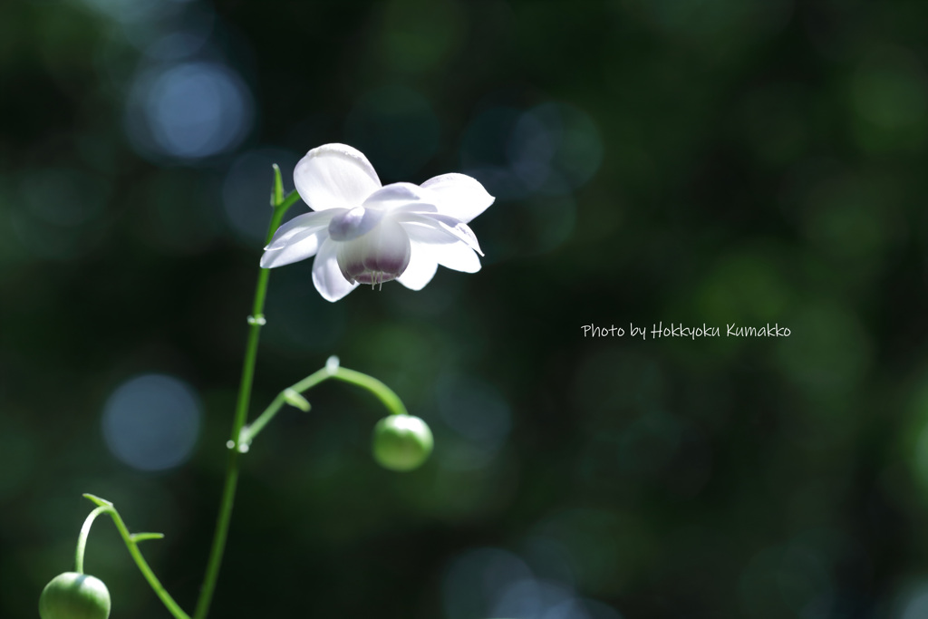 蓮華升麻（赤城自然園）