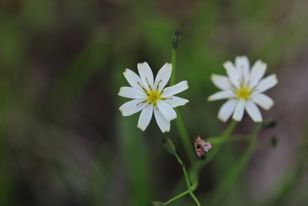 白花苦菜（尾瀬ケ原）
