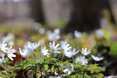 追憶（カタクリ山公園）