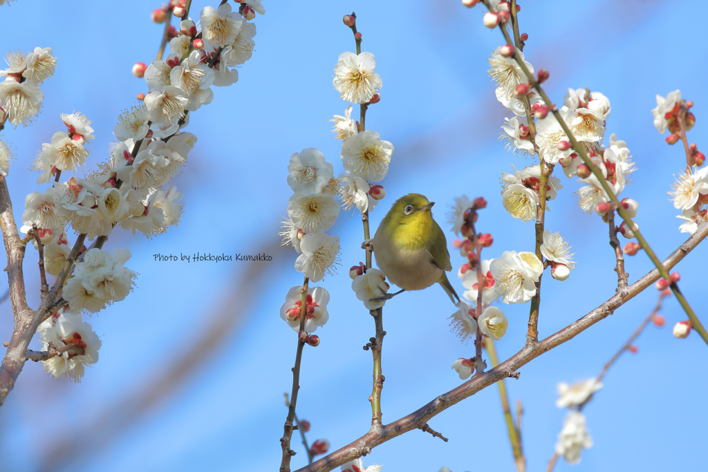 お花 踏んでますよ～