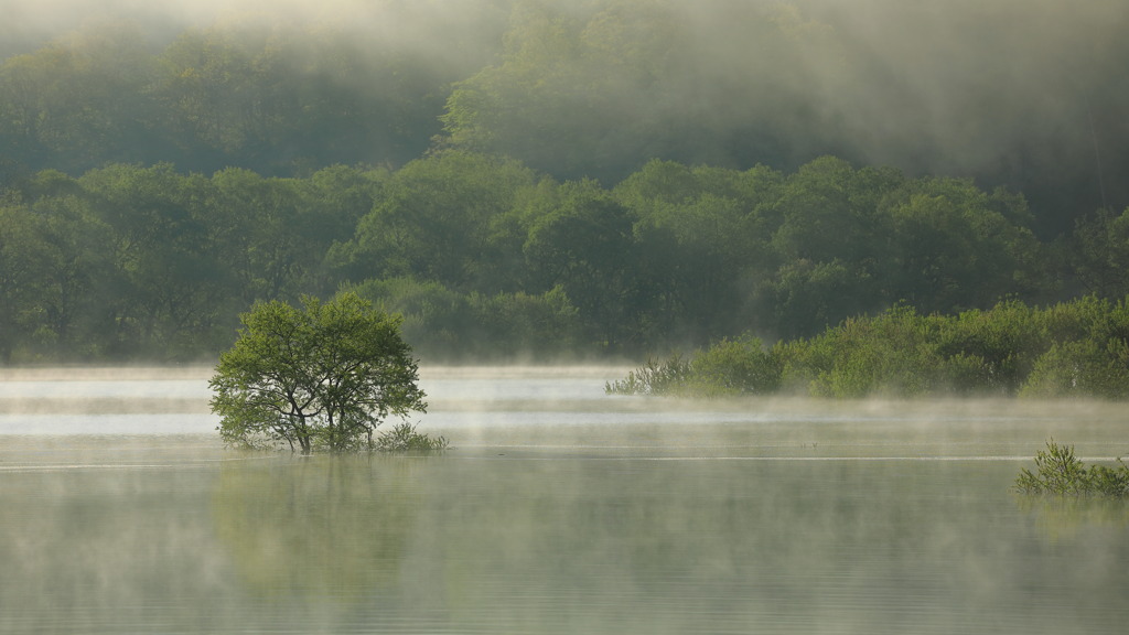 白川湖水没林百景 III