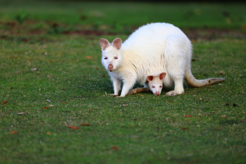 White Wallaby①