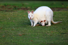 White Wallaby①