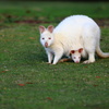 White Wallaby①