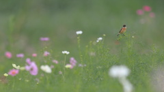 秋桜と野鶲♂