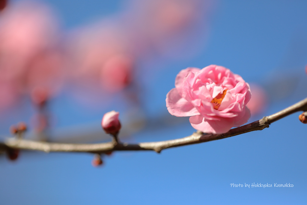 楊貴妃（神代植物公園）