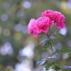 花束を