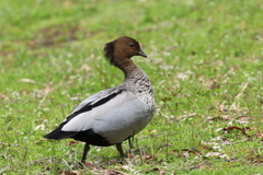 Australian wood duck ♂
