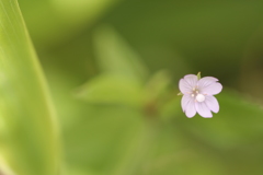 華厳赤花 小田代ヶ原