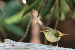 囁きの森