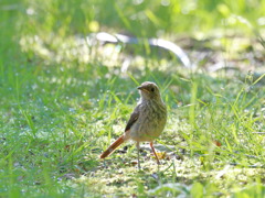 ジョウビタキ幼鳥 I （山梨県）