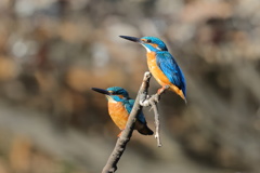 Synchro
