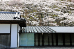 那須歴史探訪館と桜