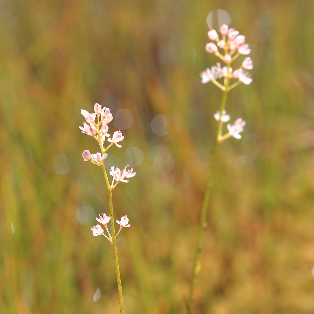 岩菖蒲かな？？　栂池自然園