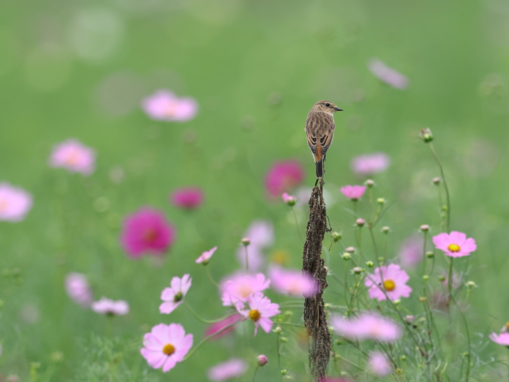 秋桜と野鶲♀