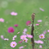 秋桜と野鶲♀