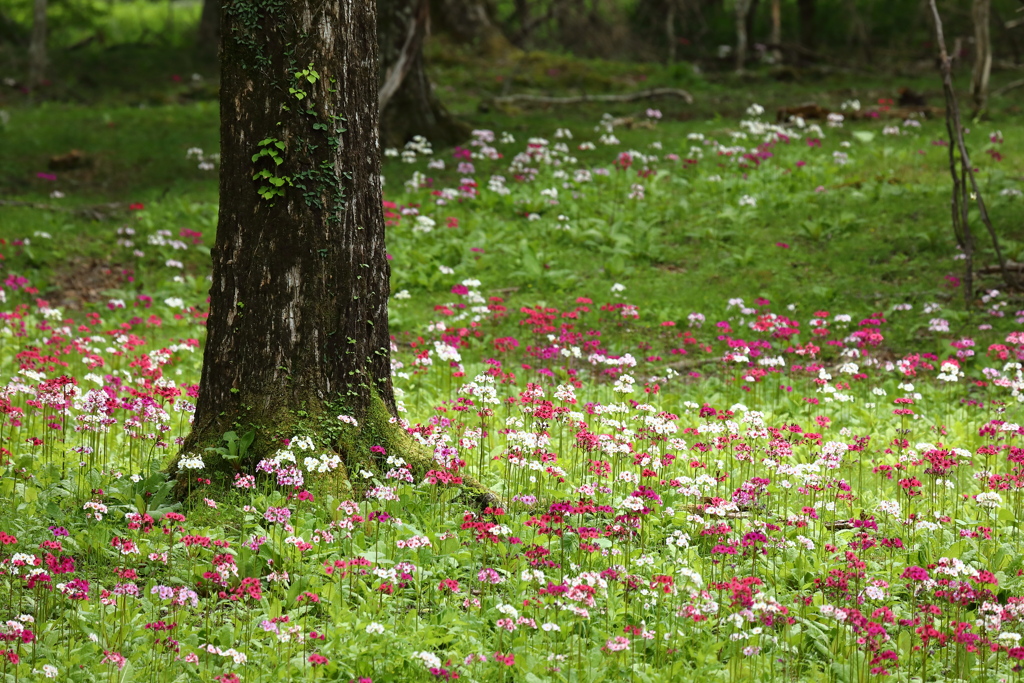 対岸の花園II